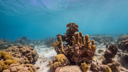 Photo for Seascape in shallow water of coral reef in the Caribbean Sea around Curacao with pillar coral and sponge - Royalty Free Image