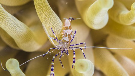 Téléchargez les photos : Gros plan de Pederson Cleaner Crevettes dans le récif corallien de la mer des Caraïbes autour de Curaçao - en image libre de droit
