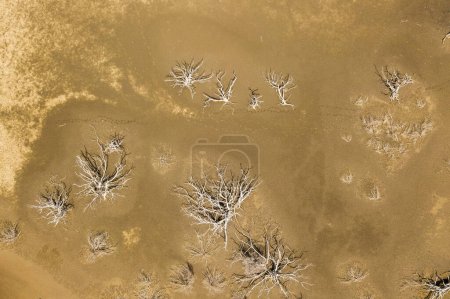 Téléchargez les photos : Vue aérienne sur la lagune sèche de l'île de Curaao. Mer des Caraïbes avec des arbres secs - en image libre de droit