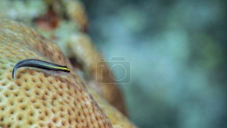 Téléchargez les photos : Gros plan de minuscules poissons dans le récif corallien de la mer des Caraïbes autour de Curaçao - en image libre de droit