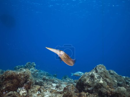 Photo for Reef Squid in shallow water of the coral reef in the Caribbean Sea around Curacao - Royalty Free Image