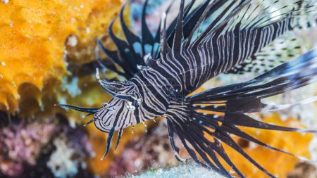 Foto de Primer plano de coloridos peces marinos exóticos - Imagen libre de derechos