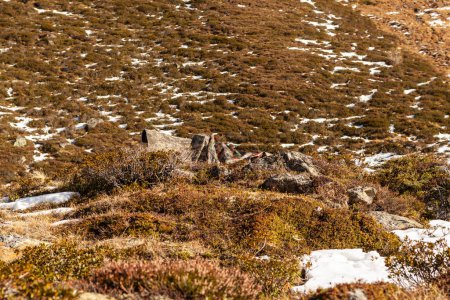 Foto de Fotógrafo de vida silvestre se encuentra camuflado en el paisaje de otoño de los Alpes europeos - Imagen libre de derechos
