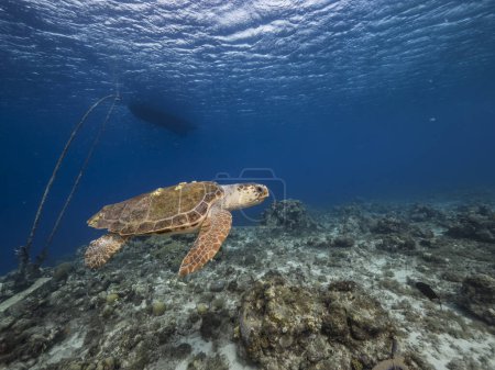 Photo for Loggerhead Sea Turtle in coral reef of Caribbean Sea around Curacao - Royalty Free Image