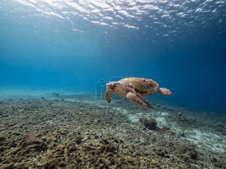 Photo for Loggerhead Sea Turtle in coral reef of Caribbean Sea around Curacao - Royalty Free Image