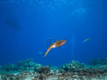 Photo for Reef Squid in shallow water of the coral reef in the Caribbean Sea around Curacao - Royalty Free Image