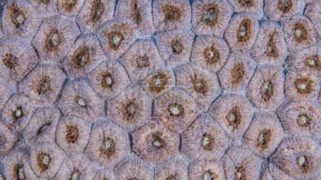 Photo for Close up, macro of coral morphology in the reef of the Caribbean Sea, Curacao - Royalty Free Image