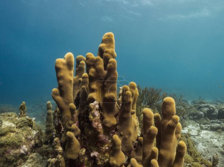 Téléchargez les photos : Paysage marin dans les eaux peu profondes du récif corallien dans la mer des Caraïbes autour de Curaçao avec pilier corail et éponge - en image libre de droit