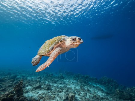 Téléchargez les photos : Tortue caouanne dans le récif corallien de la mer des Caraïbes autour de Curaçao - en image libre de droit
