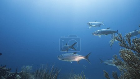 Téléchargez les photos : Paysage marin de récif corallien dans la mer des Caraïbes, Curaçao avec des poissons Tarpon, corail et éponge - en image libre de droit