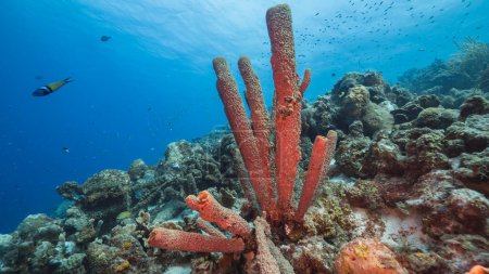 Foto de Paisaje marino en aguas turquesas de arrecife de coral en el Mar Caribe, Curazao con peces, coral y esponja de estufa - Imagen libre de derechos