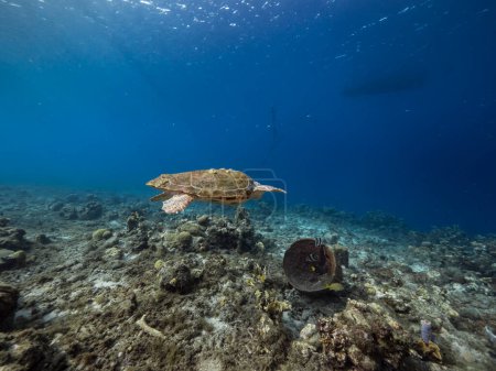 Téléchargez les photos : Tortue caouanne dans le récif corallien de la mer des Caraïbes autour de Curaçao - en image libre de droit