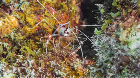 Téléchargez les photos : Gros plan sur les crevettes corail baguées dans le récif corallien de la mer des Caraïbes, Curaçao - en image libre de droit