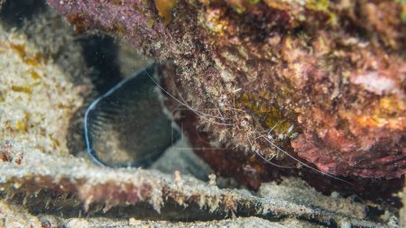 Téléchargez les photos : Gros plan des crevettes corail baguées dans le récif corallien de la mer des Caraïbes autour de Curaçao - en image libre de droit
