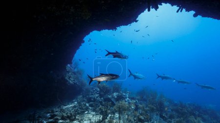 Téléchargez les photos : Paysage marin de récif corallien dans la mer des Caraïbes, Curaçao avec des poissons Tarpon, corail et éponge - en image libre de droit