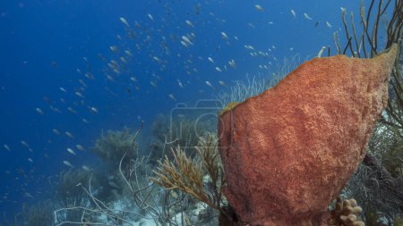 Foto de Paisaje marino en aguas turquesas de arrecife de coral en el Mar Caribe. - Imagen libre de derechos
