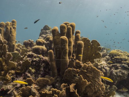 Téléchargez les photos : Paysage marin dans les eaux peu profondes du récif corallien dans la mer des Caraïbes autour de Curaçao avec pilier corail et éponge - en image libre de droit