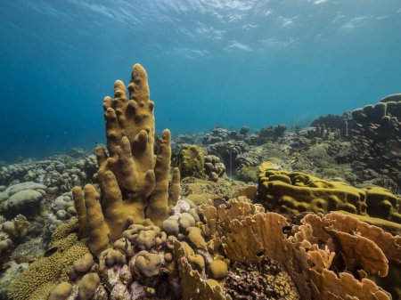 Foto de Paisaje marino en aguas poco profundas de arrecife de coral en el Mar Caribe alrededor de Curazao con coral pilar y esponja - Imagen libre de derechos
