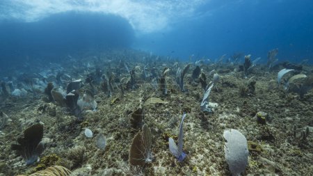 Foto de Paisaje marino de arrecife de coral en el Mar Caribe, Curazao con Coral Gorgoniano y esponja - Imagen libre de derechos