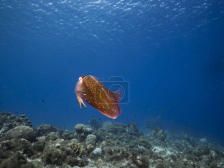 Téléchargez les photos : Calmar de récif dans les eaux peu profondes du récif corallien dans la mer des Caraïbes autour de Curaçao - en image libre de droit