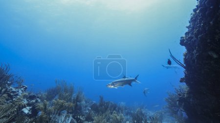 Foto de Paisaje marino de arrecife de coral en el Mar Caribe, Curazao con peces Tarpon, coral y esponja - Imagen libre de derechos