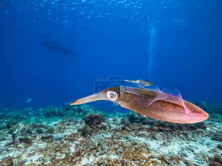 Téléchargez les photos : Calmar de récif dans les eaux peu profondes du récif corallien dans la mer des Caraïbes autour de Curaçao - en image libre de droit
