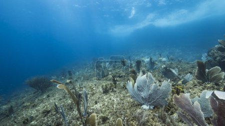 Téléchargez les photos : Paysage marin de récif corallien dans la mer des Caraïbes, Curaçao avec corail gorgonien et éponge - en image libre de droit