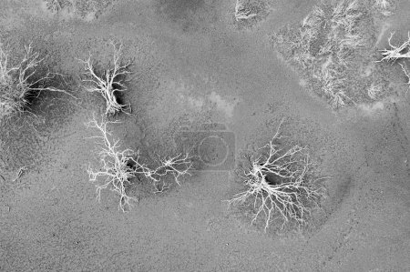 Téléchargez les photos : Vue aérienne sur la lagune sèche de l'île de Curaao. Mer des Caraïbes avec des arbres secs en noir et blanc - en image libre de droit