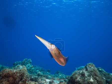 Foto de Calamar de arrecife en aguas poco profundas del arrecife de coral en el Mar Caribe alrededor de Curazao - Imagen libre de derechos