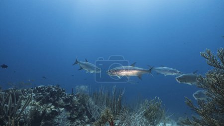 Photo for Seascape of coral reef in Caribbean Sea, Curacao with Tarpon fishes, coral and sponge - Royalty Free Image