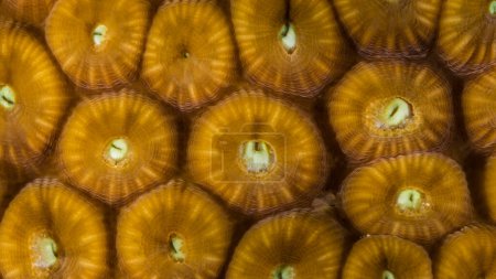 Foto de De cerca, macro de la morfología del coral en el arrecife del Mar Caribe, Curazao - Imagen libre de derechos