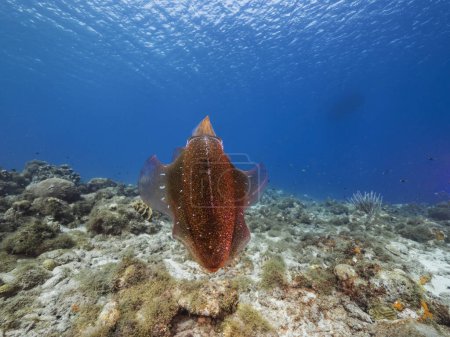 Foto de Paisaje marino con arrecife Calamar, coral y esponja en arrecife de coral del Mar Caribe, Curazao - Imagen libre de derechos