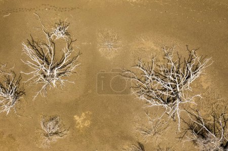 Foto de Vista aérea sobre laguna seca en la isla de Curaao. Mar Caribe con árboles secos - Imagen libre de derechos