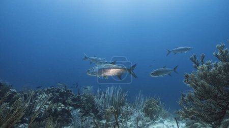 Foto de Paisaje marino de arrecife de coral en el Mar Caribe, Curazao con peces Tarpon, coral y esponja - Imagen libre de derechos