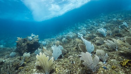 Foto de Paisaje marino de arrecife de coral en el Mar Caribe, Curazao con Coral Gorgoniano y esponja - Imagen libre de derechos