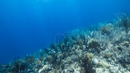 Téléchargez les photos : Paysage marin de récif corallien dans la mer des Caraïbes, Curaçao avec corail gorgonien et éponge - en image libre de droit
