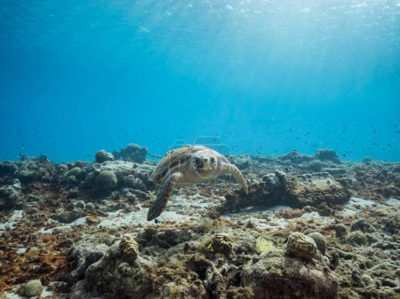 Foto de Tortuga boba en arrecife de coral del Mar Caribe alrededor de Curazao - Imagen libre de derechos