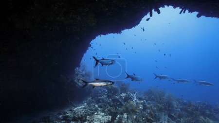 Photo for Seascape of coral reef in Caribbean Sea, Curacao with Tarpon fishes, coral and sponge - Royalty Free Image