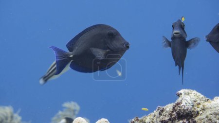 Téléchargez les photos : Gros plan du poisson chirurgien dans le récif corallien de la mer des Caraïbes autour de Curaçao - en image libre de droit