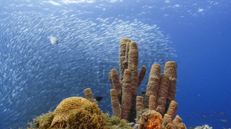 Photo for Seascape in shallow water of coral reef in the Caribbean Sea around Curacao with pillar coral and sponge - Royalty Free Image