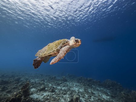 Foto de Tortuga boba en arrecife de coral del Mar Caribe alrededor de Curazao - Imagen libre de derechos