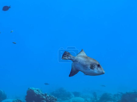 Téléchargez les photos : Photo sous-marine du poisson de mer - en image libre de droit