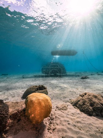 Téléchargez les photos : Paysage marin avec boule d'appât, Ecole de poissons, Maquereau dans le récif corallien de la mer des Caraïbes, Curaçao - en image libre de droit