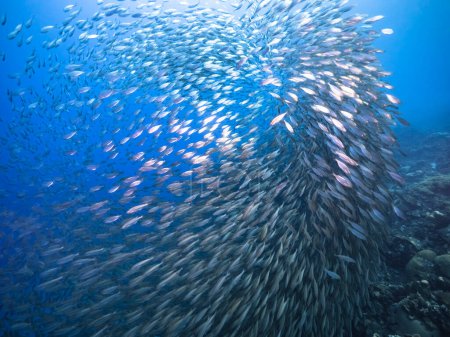 Schwarmfische, Big Eye Scad Fische in den Untiefen der Karibik