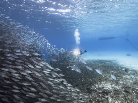 Téléchargez les photos : Plongeur professionnel, cinéaste sous-marin dans le récif corallien de la mer des Caraïbes autour de Curaçao - en image libre de droit