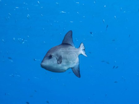 Téléchargez les photos : Photo sous-marine du poisson de mer - en image libre de droit