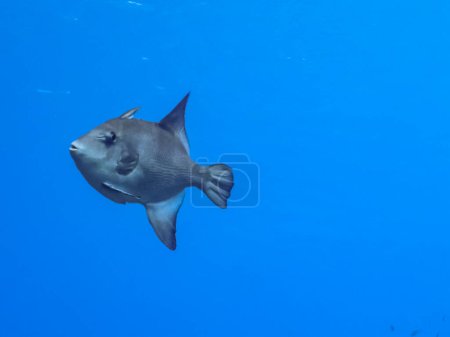 Photo for Underwater picture of the sea fish - Royalty Free Image
