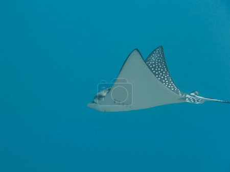 Photo for Spotted Eagle ray swim in coral reef of Caribbean Sea, Curacao - Royalty Free Image