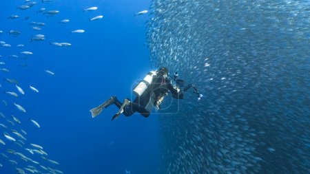 Foto de Buceo en el mar, fotografía submarina. - Imagen libre de derechos