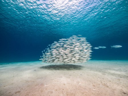 Photo for Schooling fish, Big Eye Scad fish in the shallows of the Caribbean Sea - Royalty Free Image
